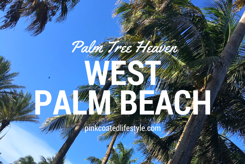 Palm Tree Heaven